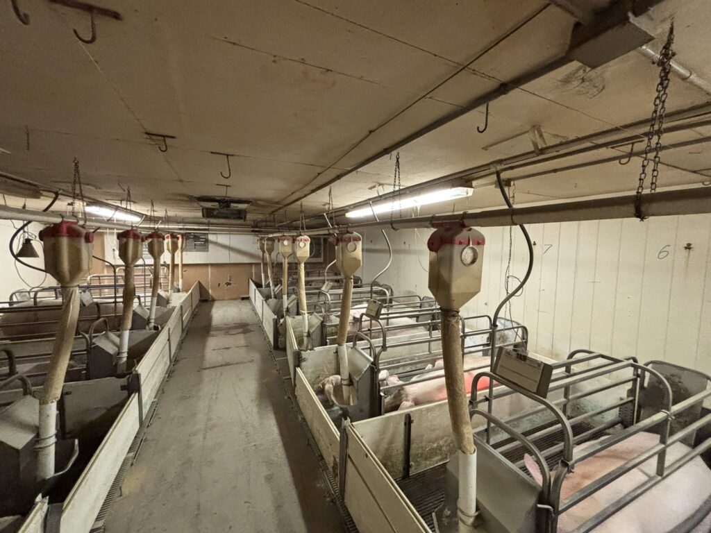 Ceylon MN 3,200 Head Sow Farm, farrowing room