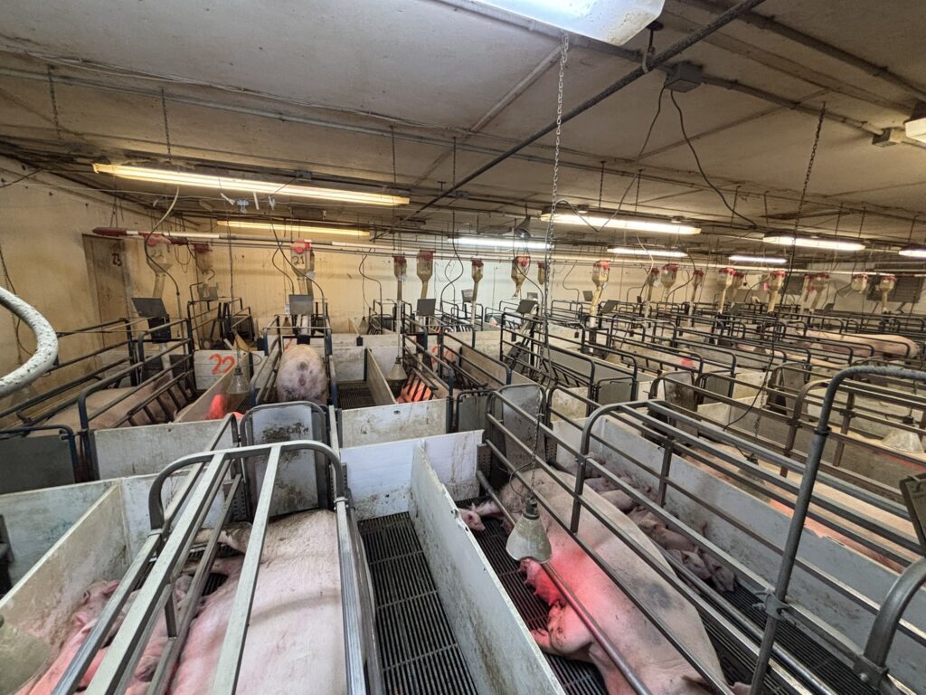 Ceylon MN 3,200 Head Sow Farm, farrowing crates