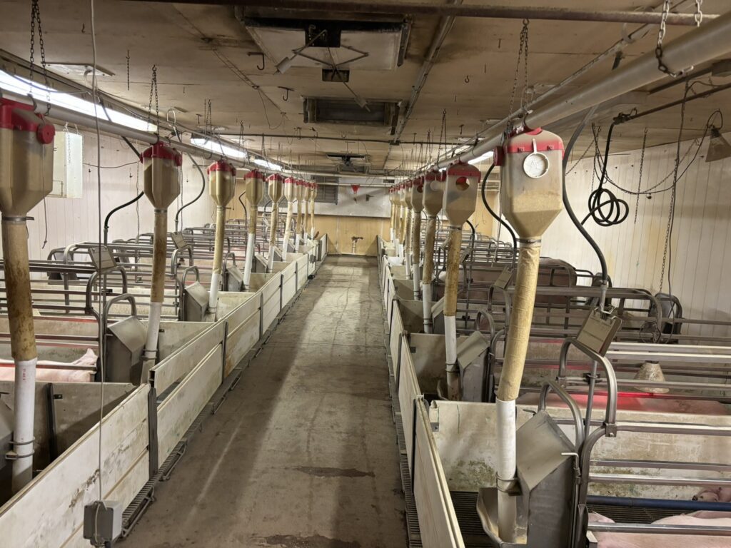 Ceylon MN 3,200 Head Sow Farm, farrowing room aisle