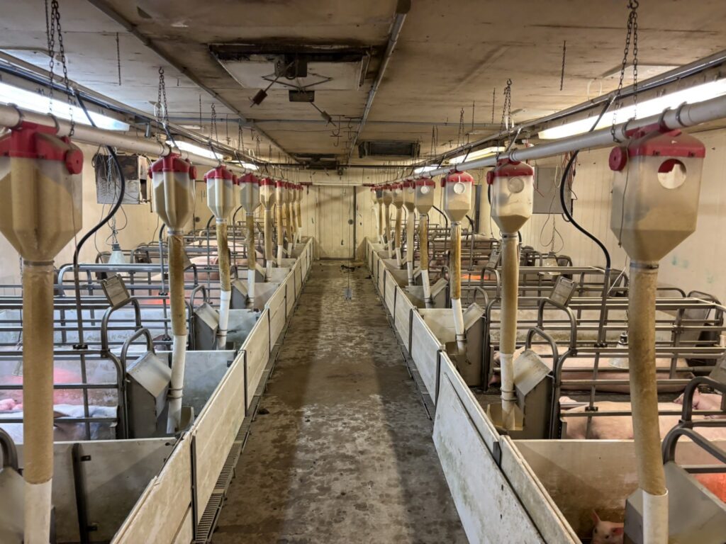 Ceylon MN 3,200 Head Sow Farm, farrowing room view