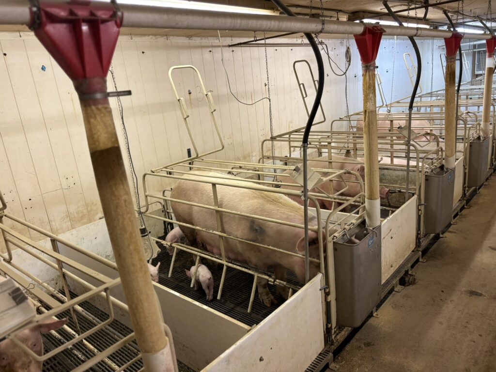 Ceylon MN 3,200 Head Sow Farm, farrowing crates view