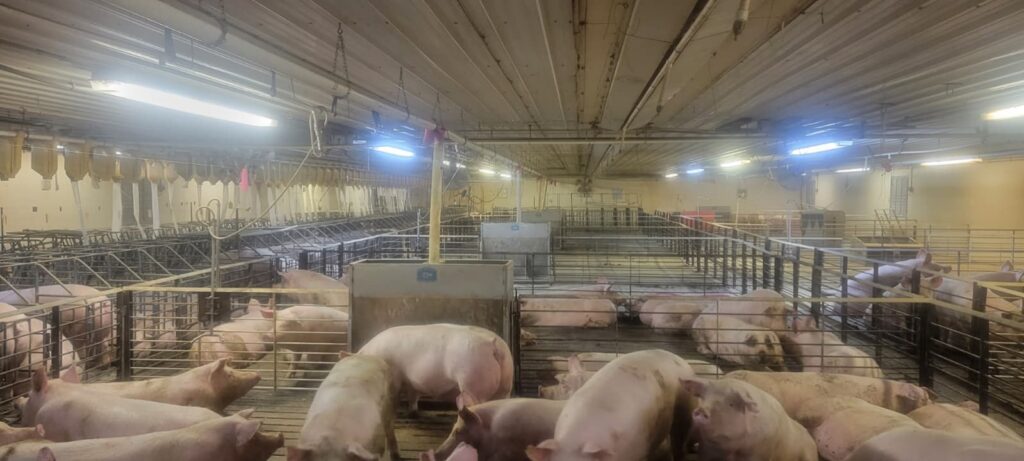 Ceylon MN 3,200 Head Sow Farm, gestation room