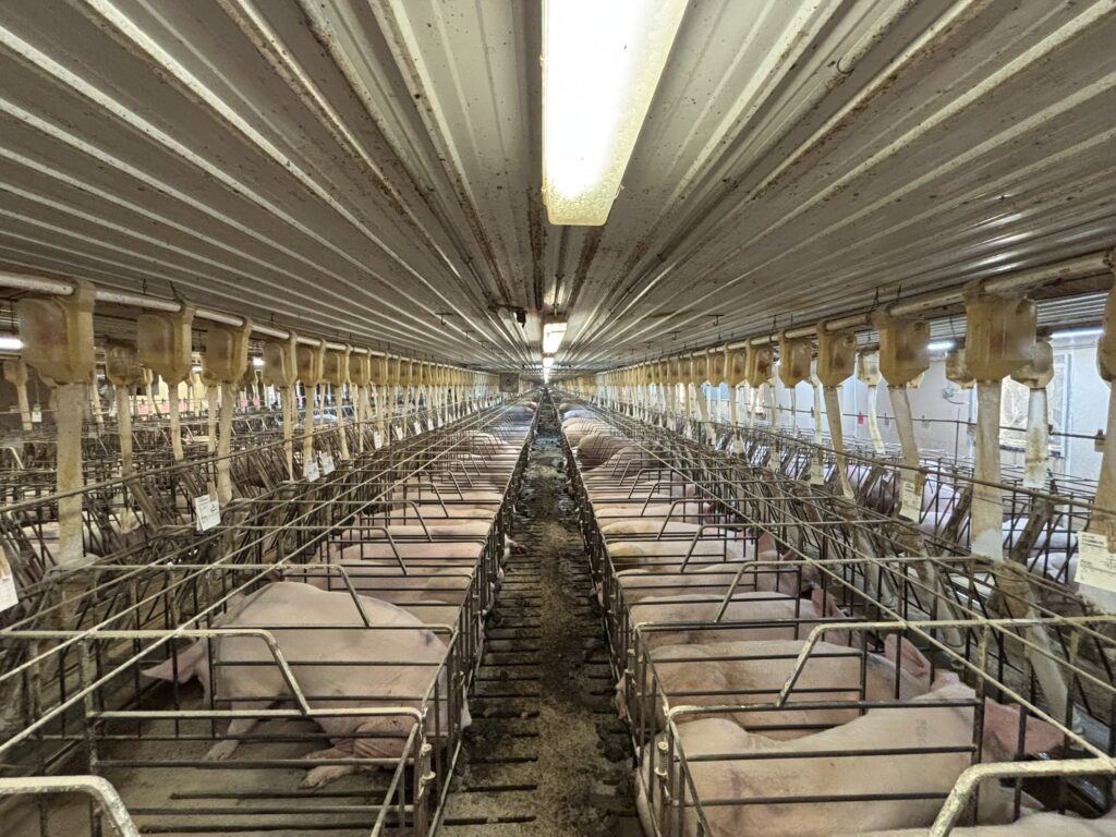 Ceylon MN 3,200 Head Sow Farm, gestation stalls