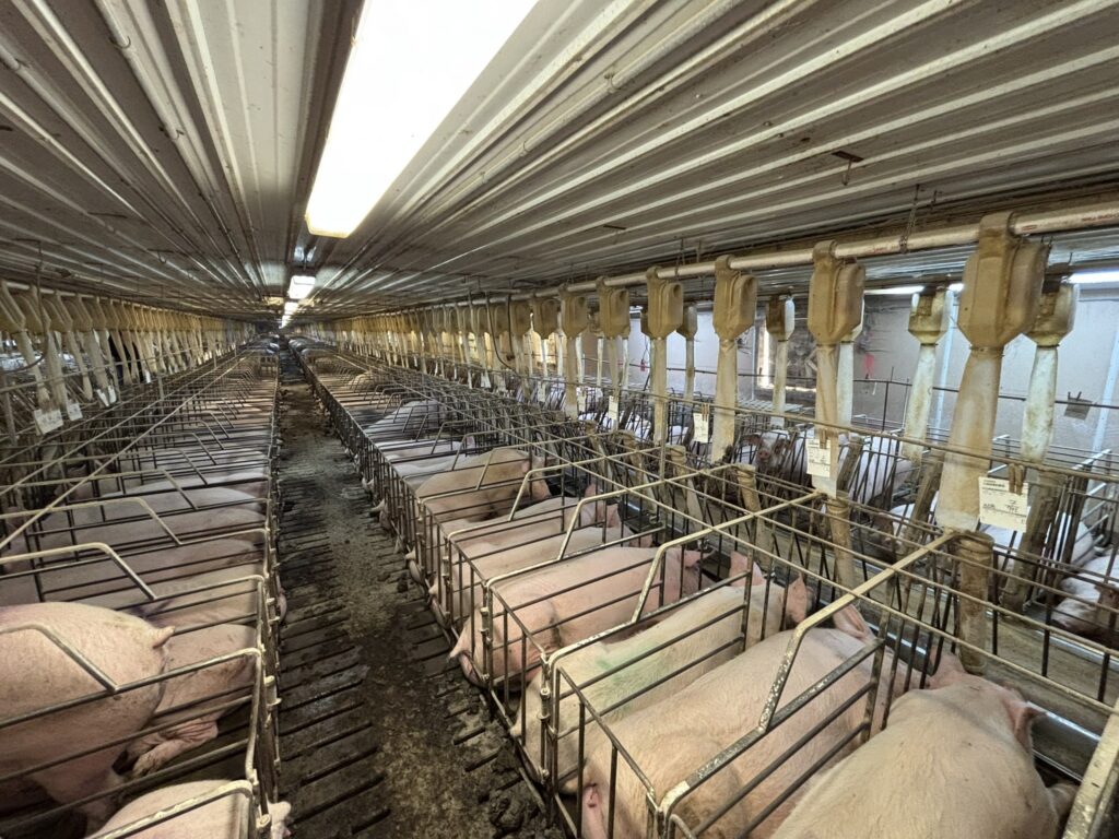 Ceylon MN 3,200 Head Sow Farm, gestation stalls view
