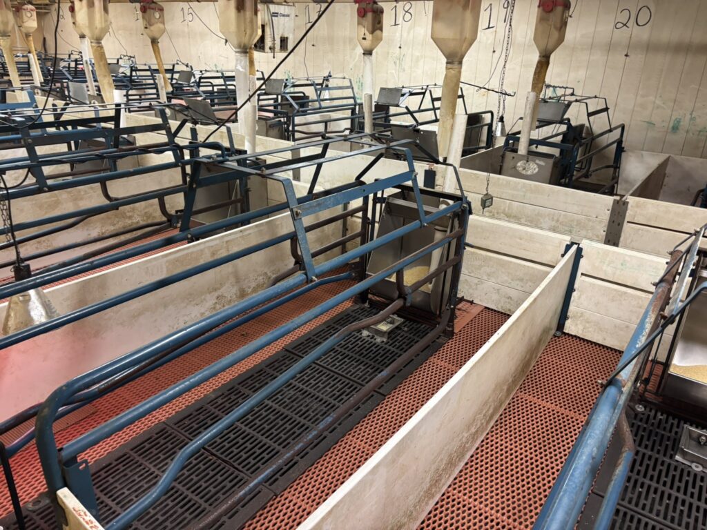 Welcome MN 3,200 Head Sow Farm, farrowing crates view