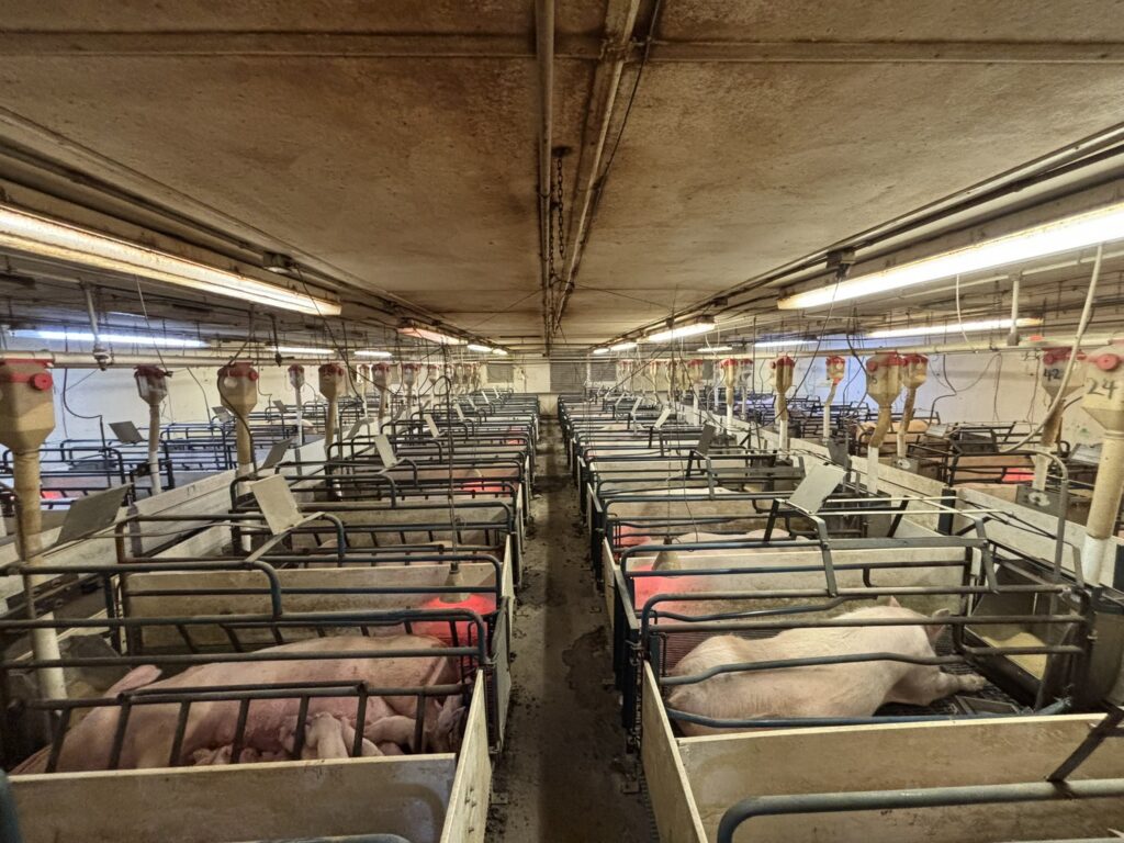 Welcome MN 3,200 Head Sow Farm, farrowing room aisle
