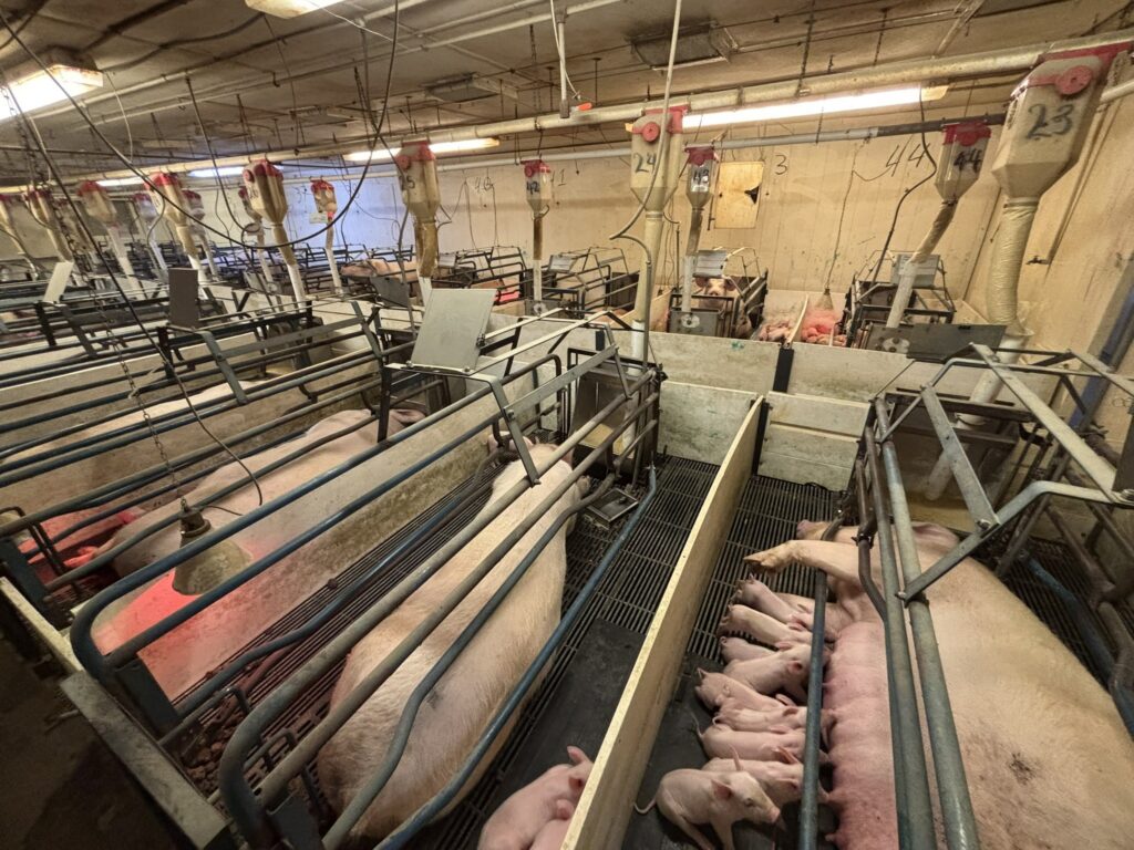 Welcome MN 3,200 Head Sow Farm, farrowing crates detail