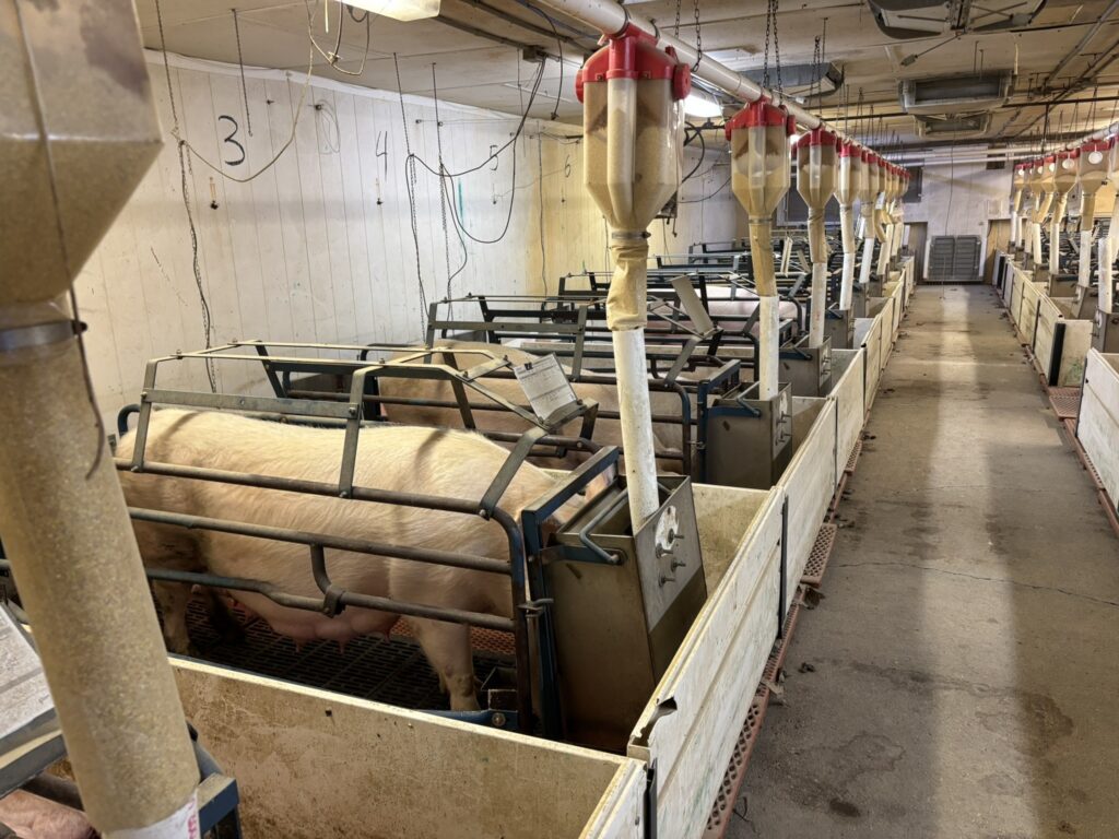 Welcome MN 3,200 Head Sow Farm, farrowing room view