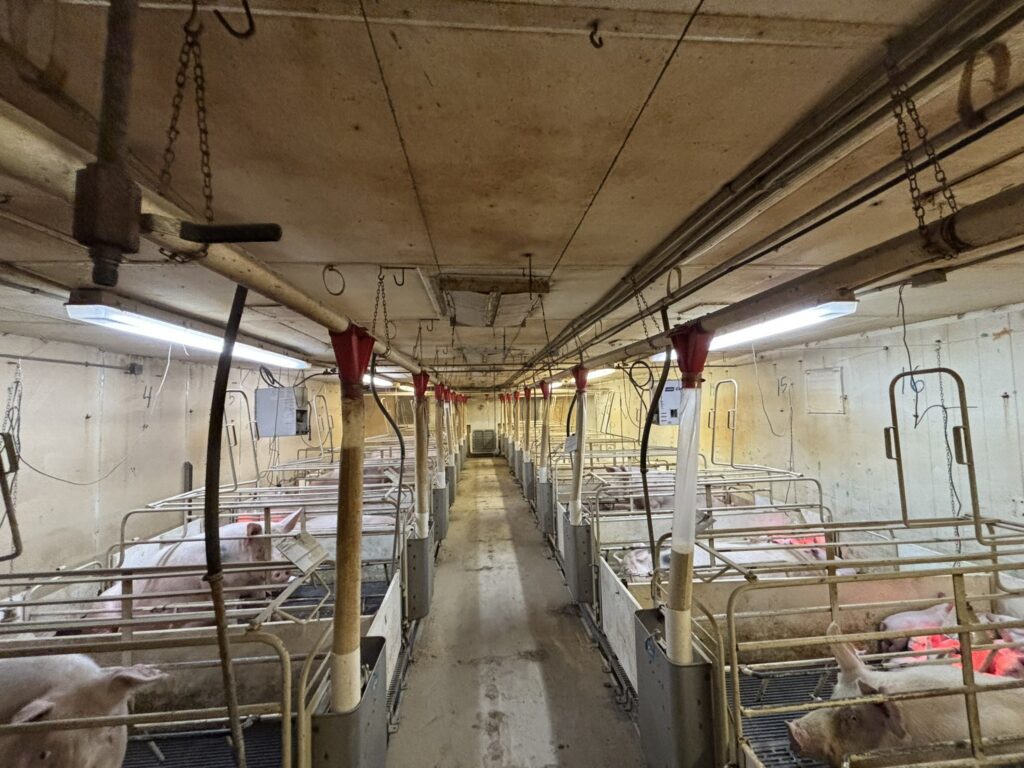 Welcome MN 3,200 Head Sow Farm, farrowing room interior