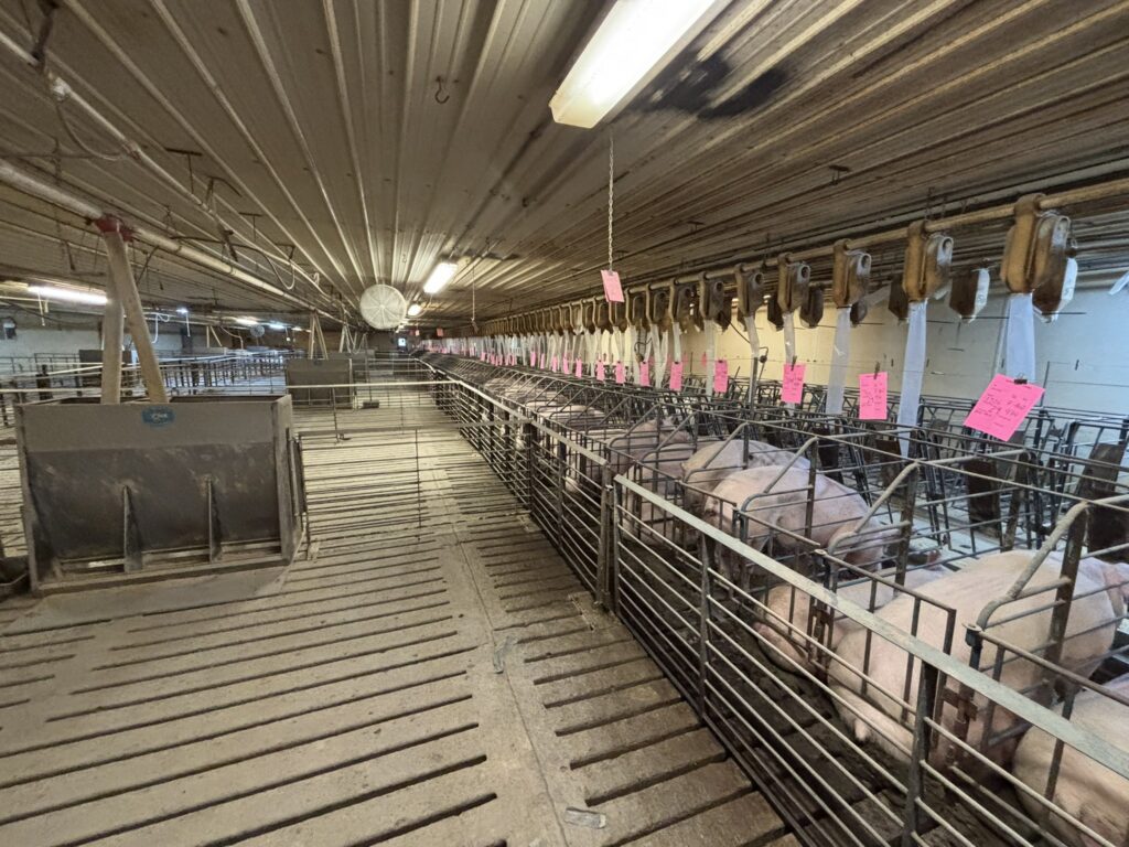 Welcome MN 3,200 Head Sow Farm, gestation stalls