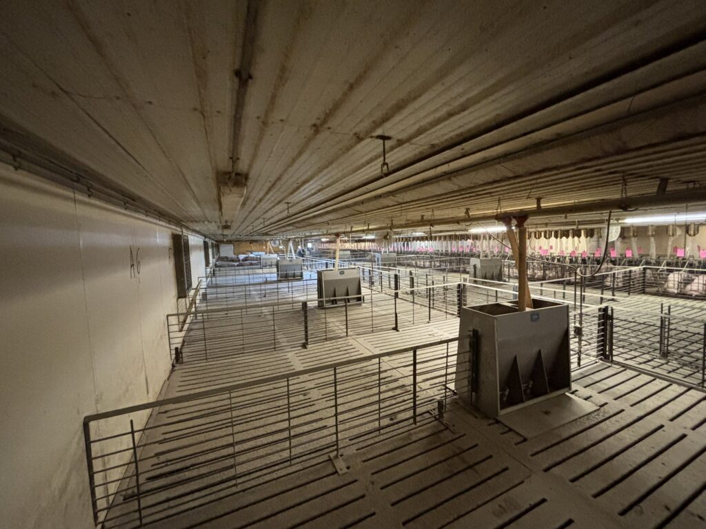 Welcome MN 3,200 Head Sow Farm, gestation room