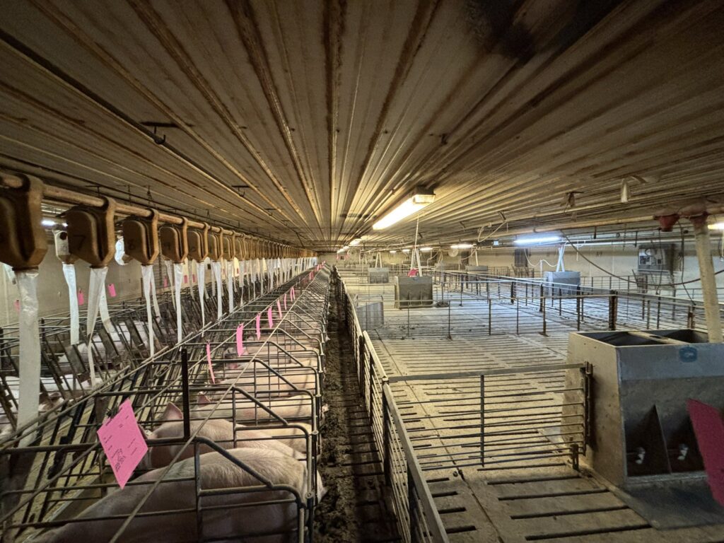 Welcome MN 3,200 Head Sow Farm, gestation room view