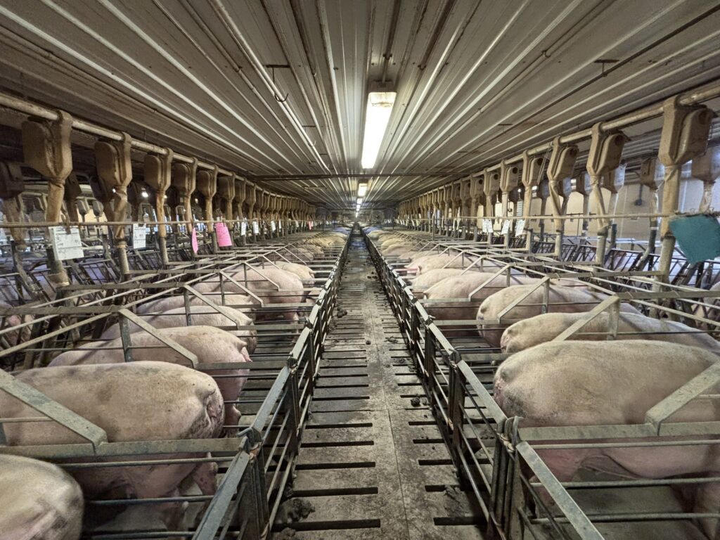 Welcome MN 3,200 Head Sow Farm, gestation stalls view