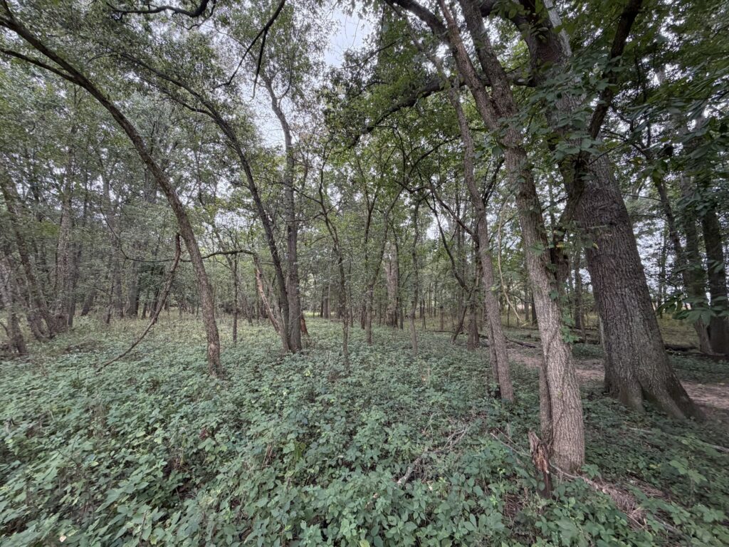 Macon County, Missouri farm: timber floor 1