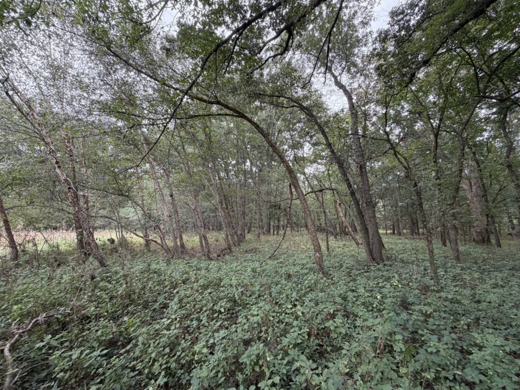 Macon County, Missouri farm: timber floor 2