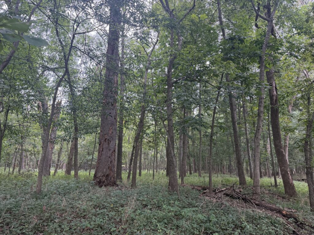 Macon County, Missouri farm: mature timber