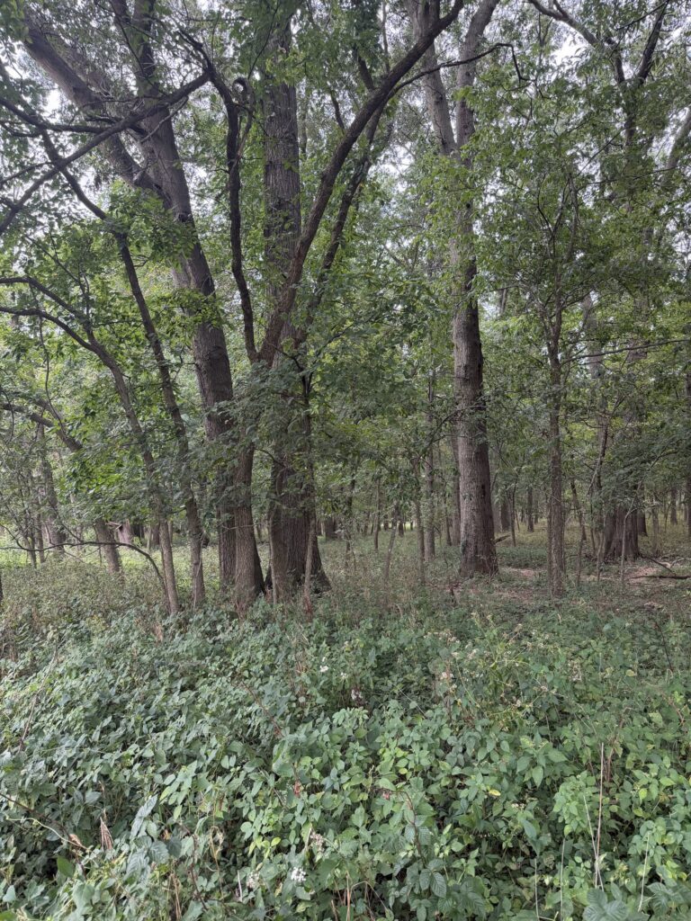 Macon County, Missouri farm: hardwoods 1