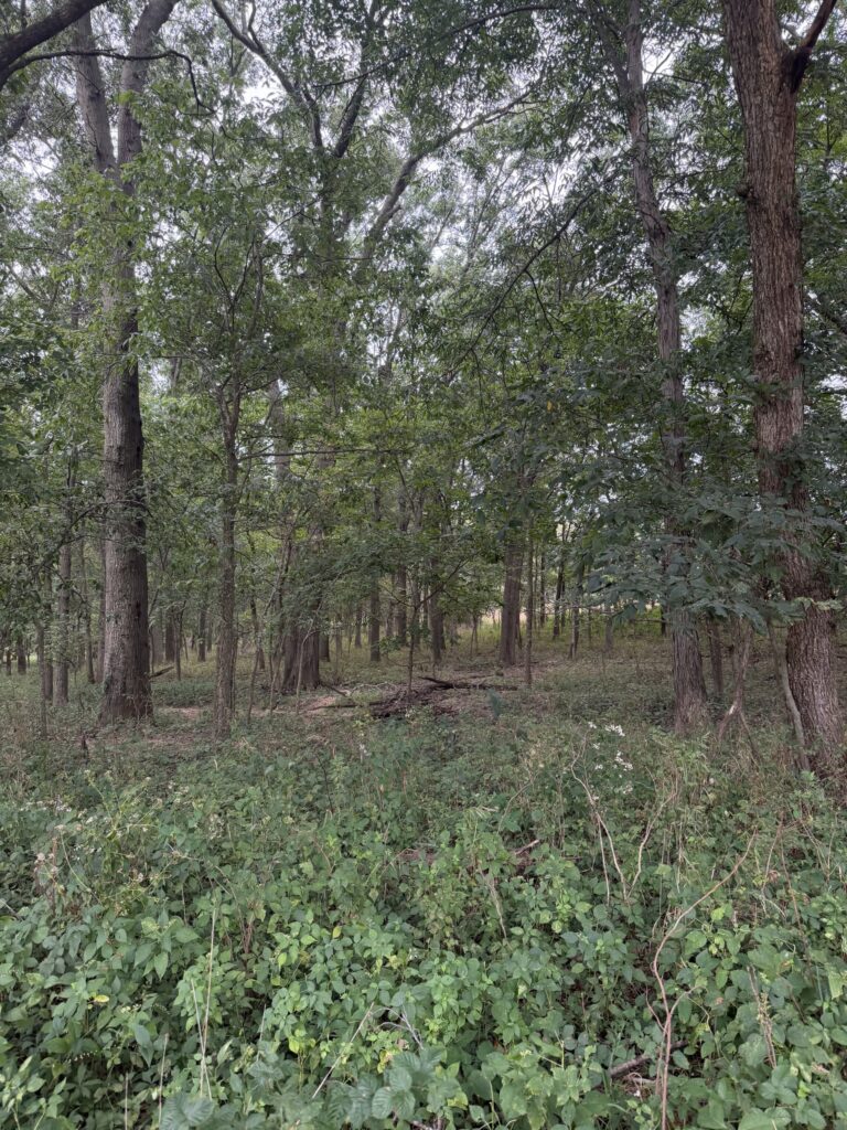 Macon County, Missouri farm: hardwoods 2