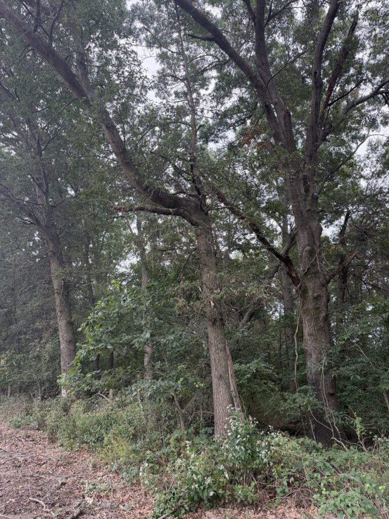 Macon County, Missouri farm: oaks