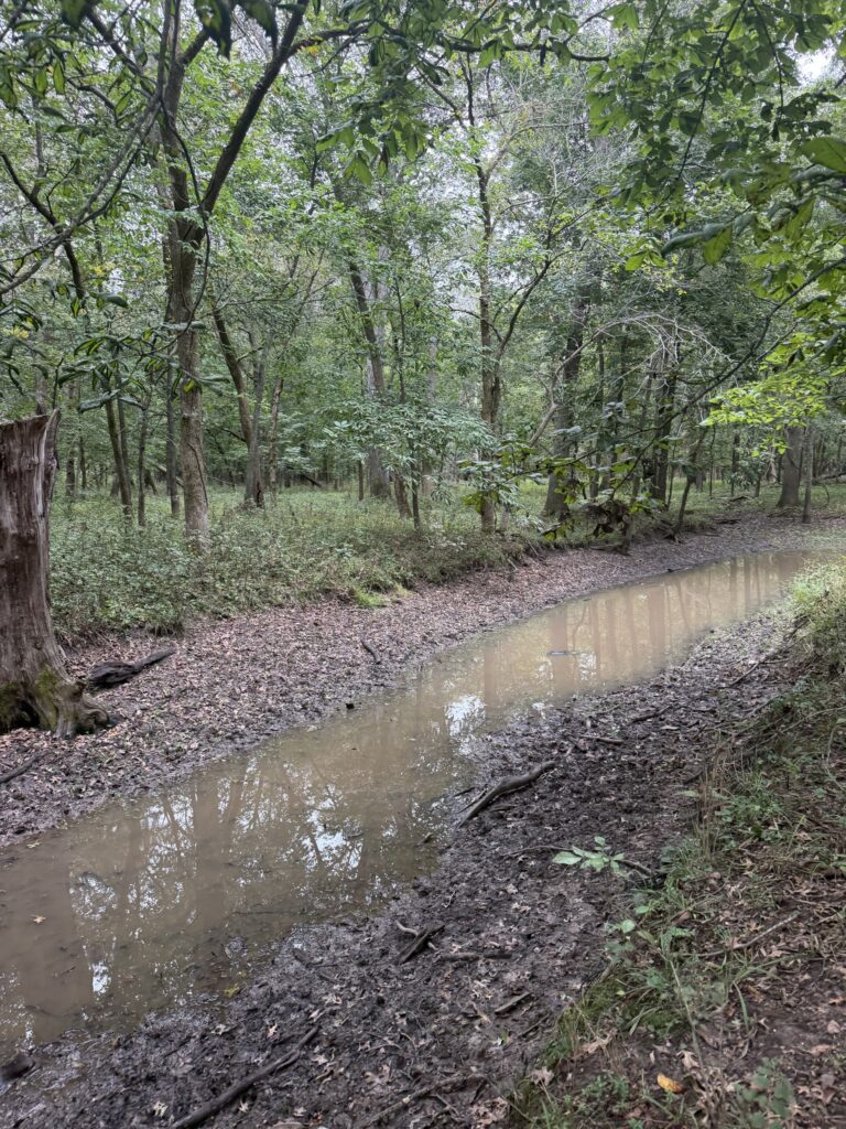 Macon County, Missouri farm: creek bottom 1