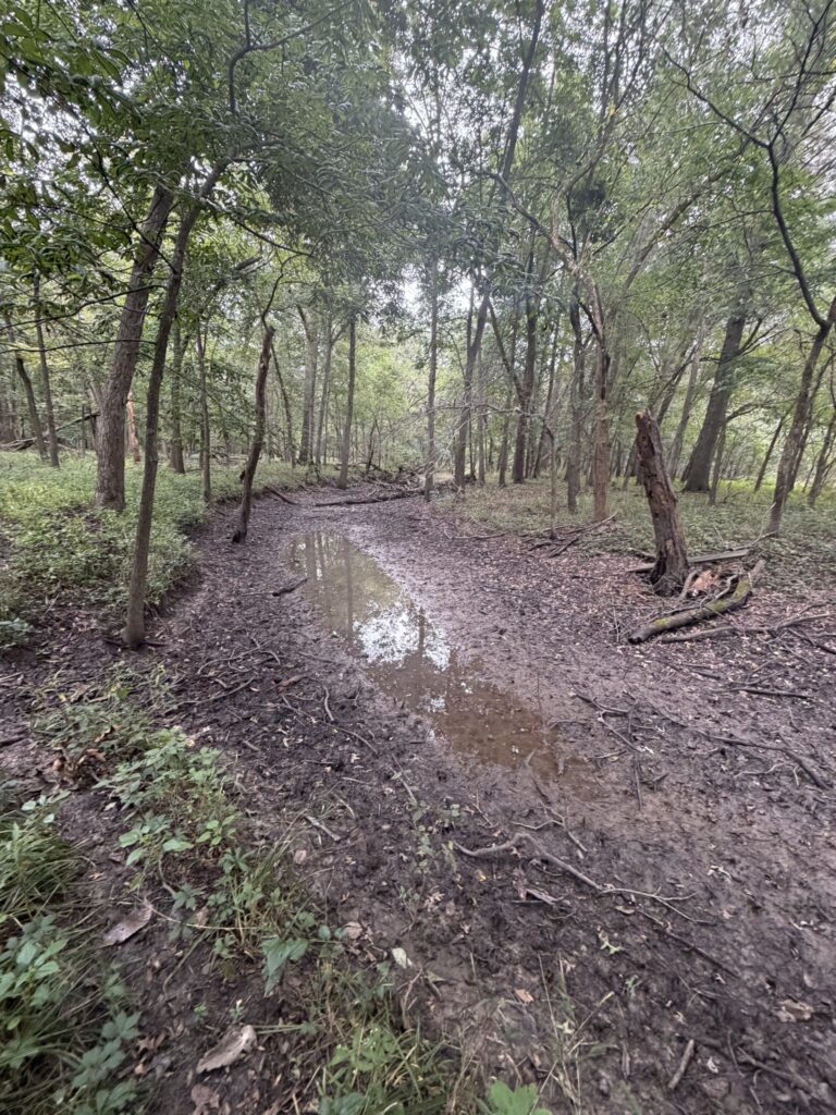 Macon County, Missouri farm: creek bottom 2