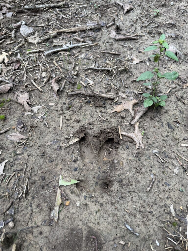 Macon County, Missouri farm: deer track