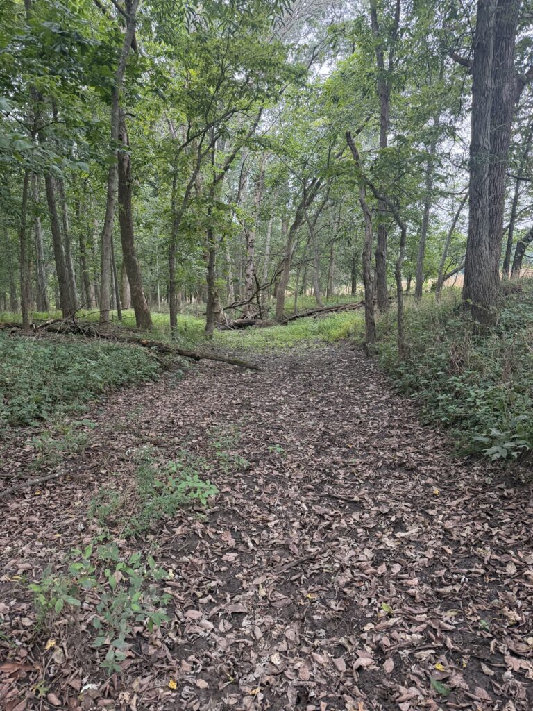 Macon County, Missouri farm: leaf covered trail