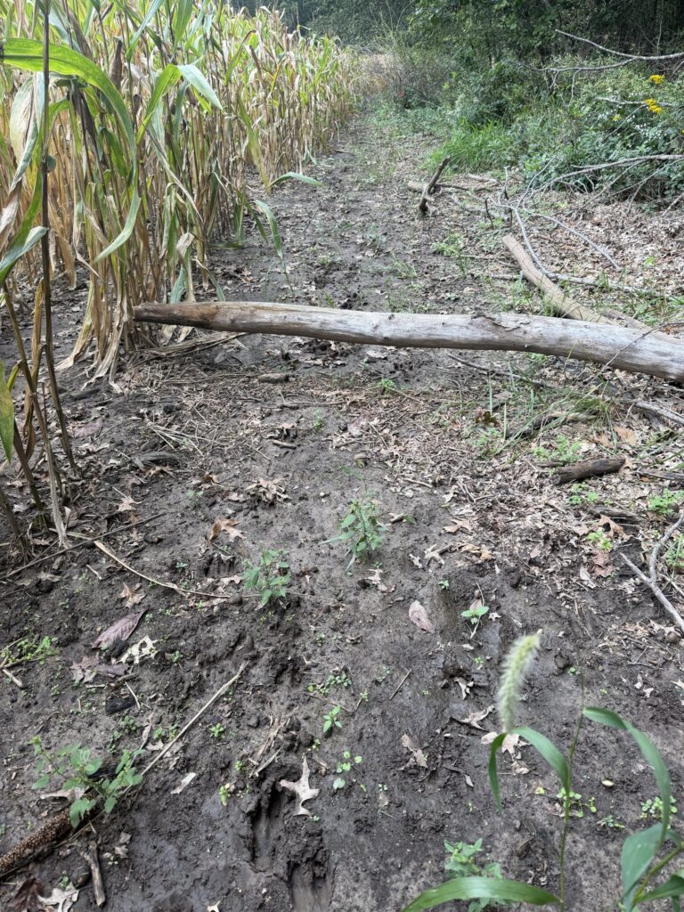Macon County, Missouri farm: tracks along corn