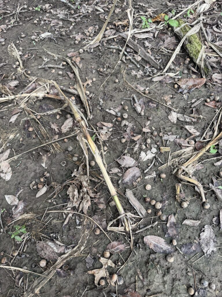 Macon County, Missouri farm: acorn mast on the ground